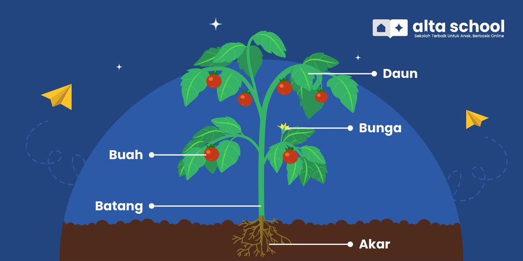 Apa Saja Bagian Bagian Tumbuhan Dan Fungsinya